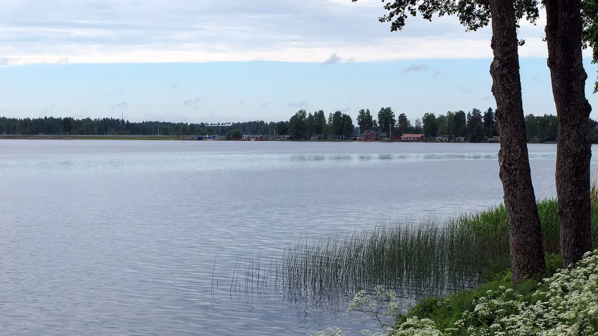 Storsjön vid Årsunda en sommardag, med träd och blommor vid stranden